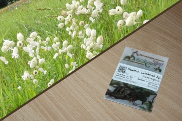 Gewöhnliches Leimkraut 2g  (Silene vulgaris)