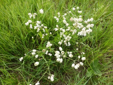 Gewöhnliches Leimkraut 2g  (Silene vulgaris)