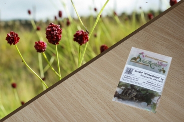 Großer Wiesenknopf 1g (Sanguisorba officinalis)