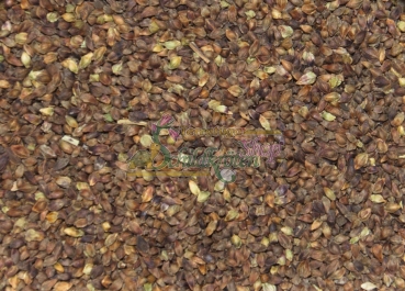 Großer Wiesenknopf 1g (Sanguisorba officinalis)