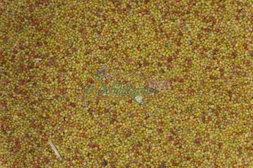 Hasenklee 1g  (Trifolium arvense)