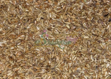 Nickende Kratzdistel 1g (Carduus nutans)