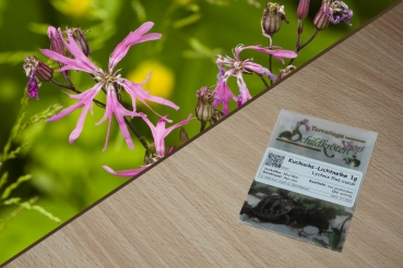 Kuckuks-Lichtnelke 1g - Lychnis flos-cuculi