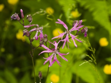 Kuckuks-Lichtnelke 1g - Lychnis flos-cuculi