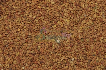 Preview: Blauer Luzerne Klee 5g  (Medicago sativa)