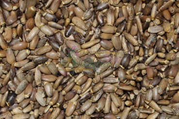 Preview: Mariendistel 5g  (Silybum marianum)