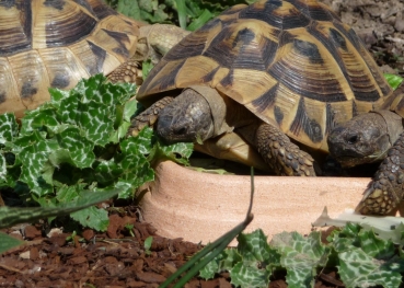 Mariendistel 5g  (Silybum marianum)