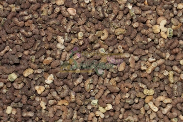 Wilde Malve 2g  (Malva sylvestris)