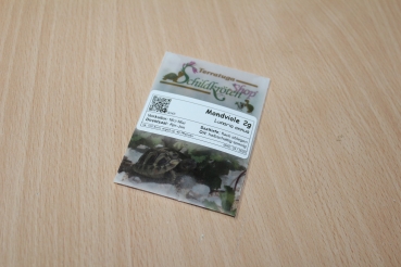 Mondviole 2g (Lunaria annua)