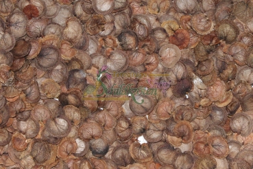 Mondviole 2g (Lunaria annua)