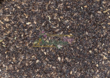 Mittlerer Wegerich 2g (Plantago media)