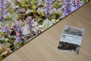 Kriechender Günsel 2g  (Ajuga reptans)
