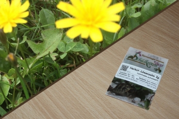 Herbst-Löwenzahn 2g  (Leontodon autumnalis)