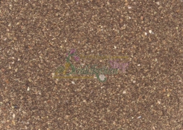 Preview: Großblütige Königskerze 2g  (Verbascum densiflorum)