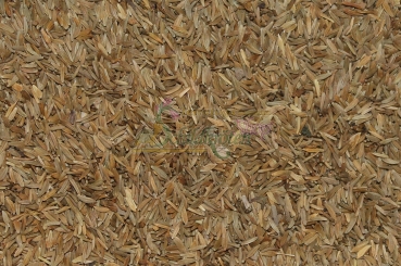 Preview: Löwenzahn 2g  (Taraxacum officinale)