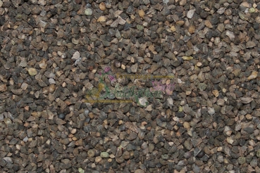 Blauer Natternkopf 5g  (Echium vulgare)