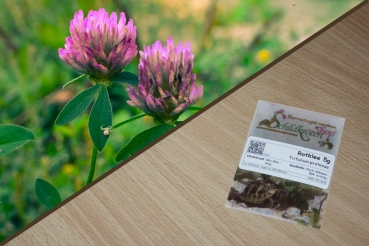 Rotklee 5g  (Trifolium pratense)