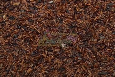 Preview: Spitzwegerich 2g  (Plantago lanceolata)