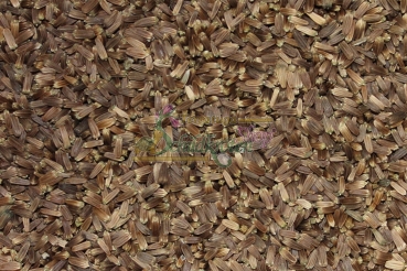 Wilde Karde 2g  (Dipsacus fullonum)