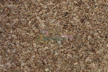 Preview: Wilde Möhre 2g  (Daucus carota ssp. carota)