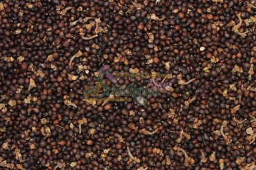 Preview: Wiesensalbei blau 2g  (Salvia pratensis)