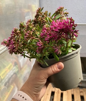 Fetthenne pink oder ähnliche im Topf (Sedum)