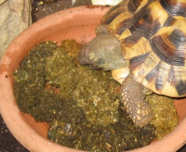 TESTUDO Original 500g Dose (Agrobs)