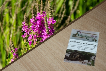 Gewöhnlicher Blutweiderich 2g  (Lythrum salicaria)