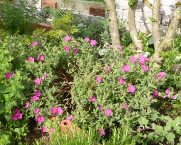 Zistrose fürs Griechische Landschildkröten Freilandgehege 9x9cm Topf