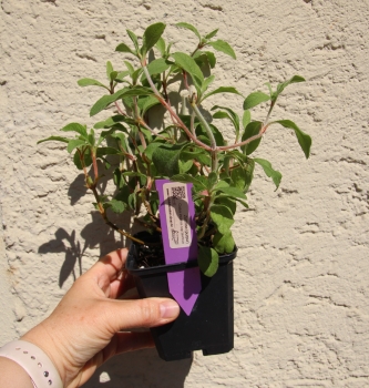 Zistrose fürs Griechische Landschildkröten Freilandgehege 9x9cm Topf