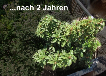 Zistrose fürs Griechische Landschildkröten Freilandgehege 9x9cm Topf