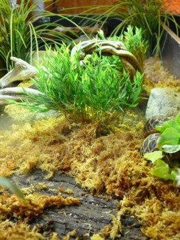 Preview: Trixie Sphagnum Moos - tropisches Terrariensubstrat 100g