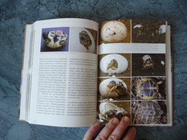 Vorbild Natur, Natürliche Haltung und Zucht der Griechischen Landschildkröte, Wolfgang Wegehaupt