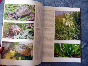 Draco 54 - Ernährung europäischer Landschildkröten