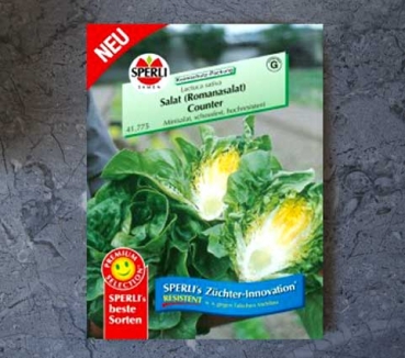 Romanasalat Counter, Minisalat Lactuca sativa
