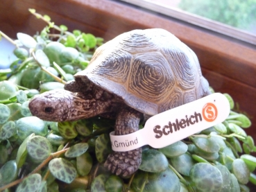 Riesenschildkröte von Schleich