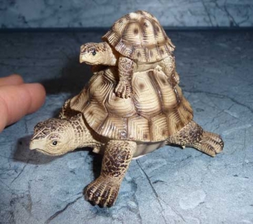 Mona und Tina die beiden Schildkröten aufeinander