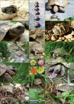 Landschildkröten Foto-Poster