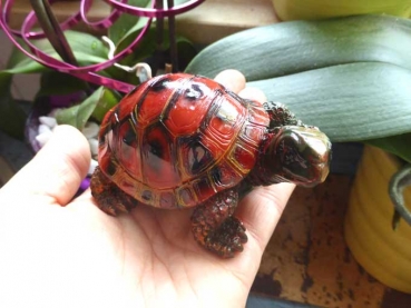 Indra Colour Tortoise Deko Landschildkröte