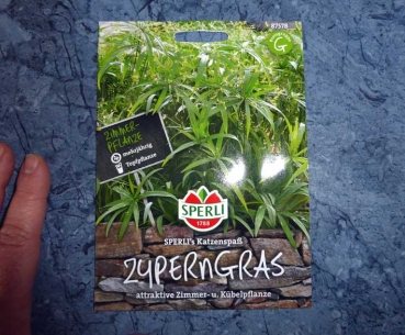 Zyperngras Sperlings Katzenspaß/Papyrus - Cyperus papyrus