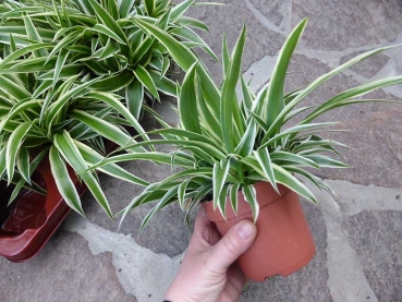 Zebragras (Chlorophytum Bonnie) 10/15cm Topf/Groesse