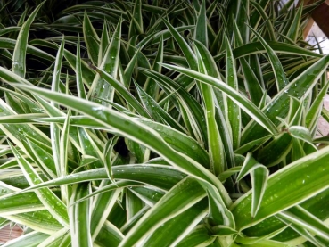 Zebragras (Chlorophytum Bonnie) 10/15cm Topf/Groesse