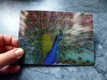 Indian Peafowl - Gruppe B - Indischer Pfau Postkarte 3D Effect