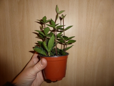 Peperomia "Peppi" Pflanze für Reptilien & Schildkröten Terrarien
