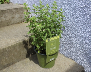 Echter Dost - Oregano (verschiedene Sorten) im 14cm Topf