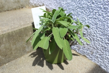 "Salbei" im ca.14 cm Topf verschiedene Arten