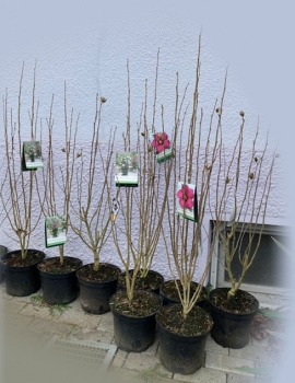 Gartenhibiskus Baum für Abholer