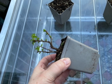 Korkrinden-Feld-Ulme wird mal ein Baum fürs Freilandgehege
