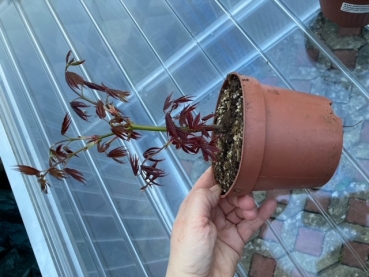 Rotblättriger Fächer-Ahorn kleiner Baum für Freilandanlagen