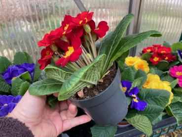 Eine Primel Blume im Topf - Futterpflanze